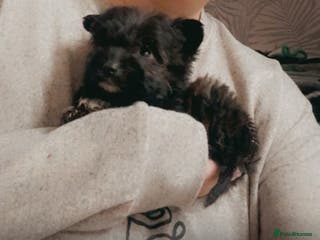 Jackapoo dogs 2 beautiful jackpoo - Advert 3