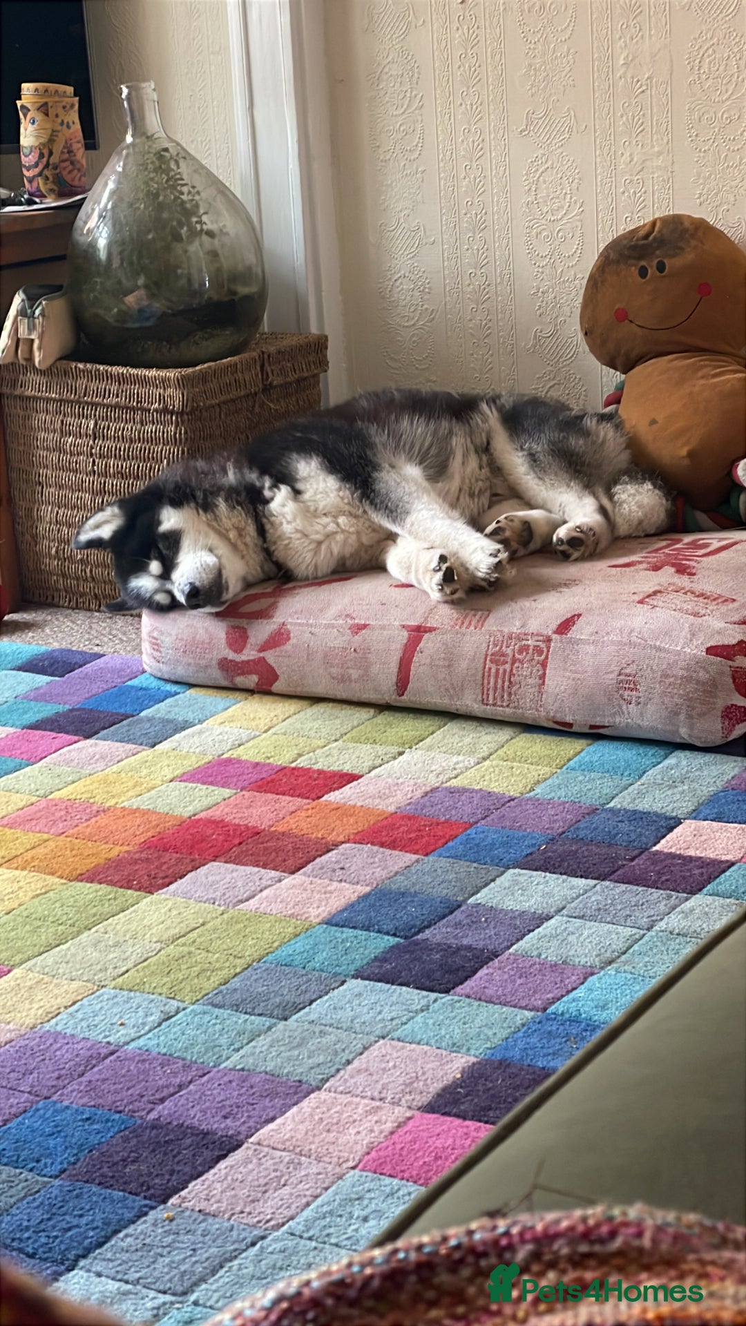 Huskita dogs for sale: Husky x Akita x Samoyed  - Advert 4