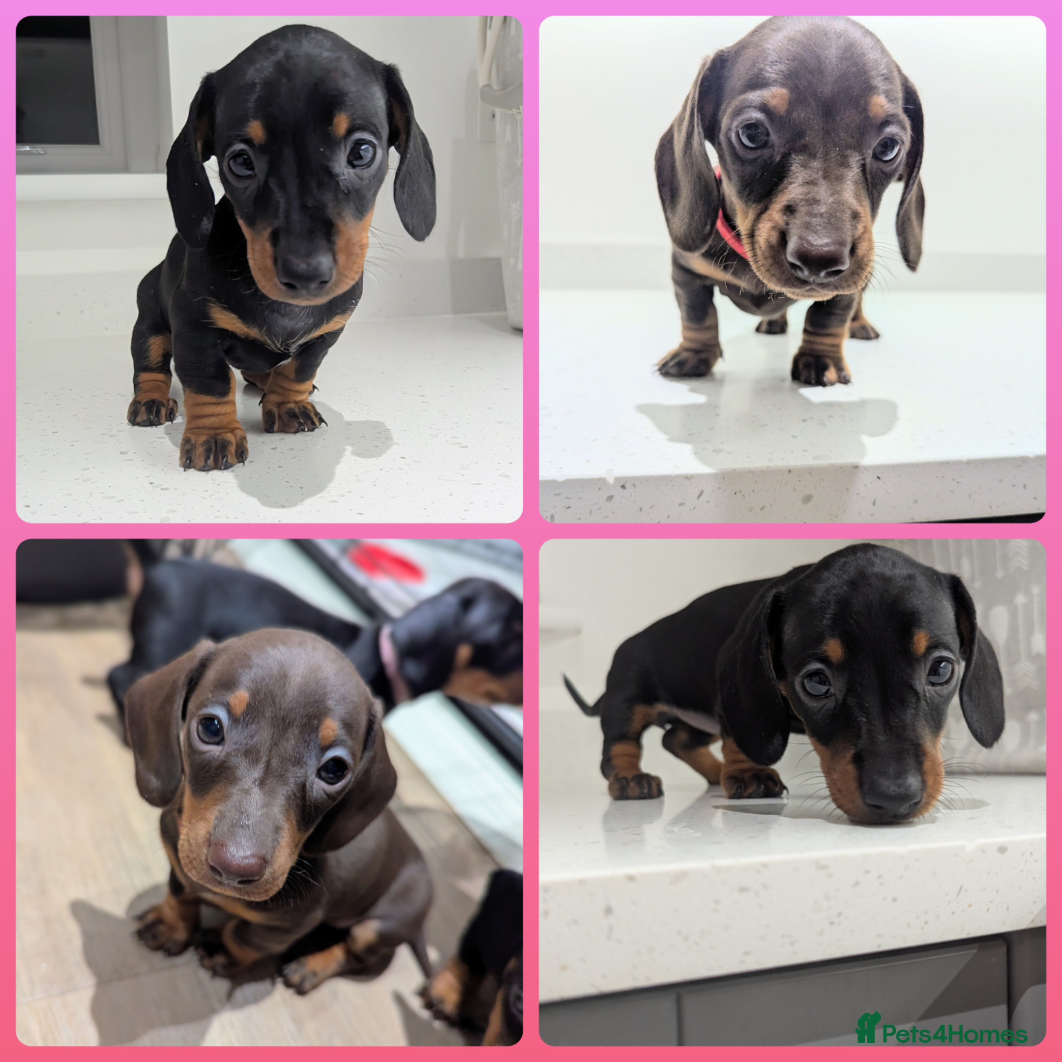 Miniature Dachshund dogs Gorgeous miniature dachshund puppies - Advert 16