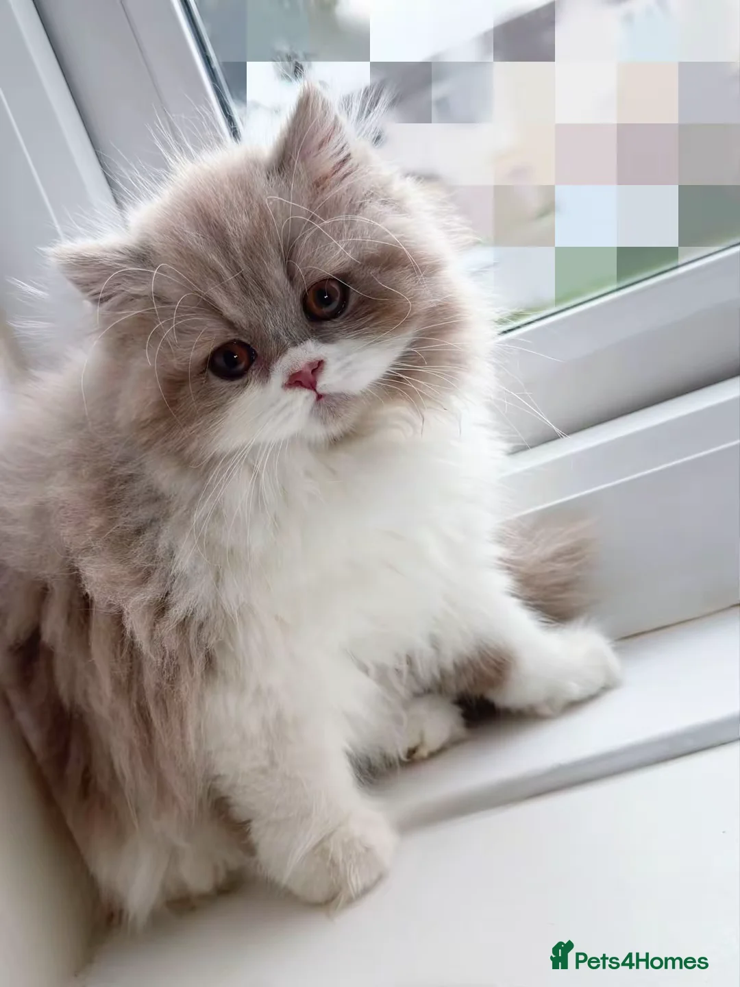 British Shorthair cats for sale: British short hair & longhaired  - Advert 2