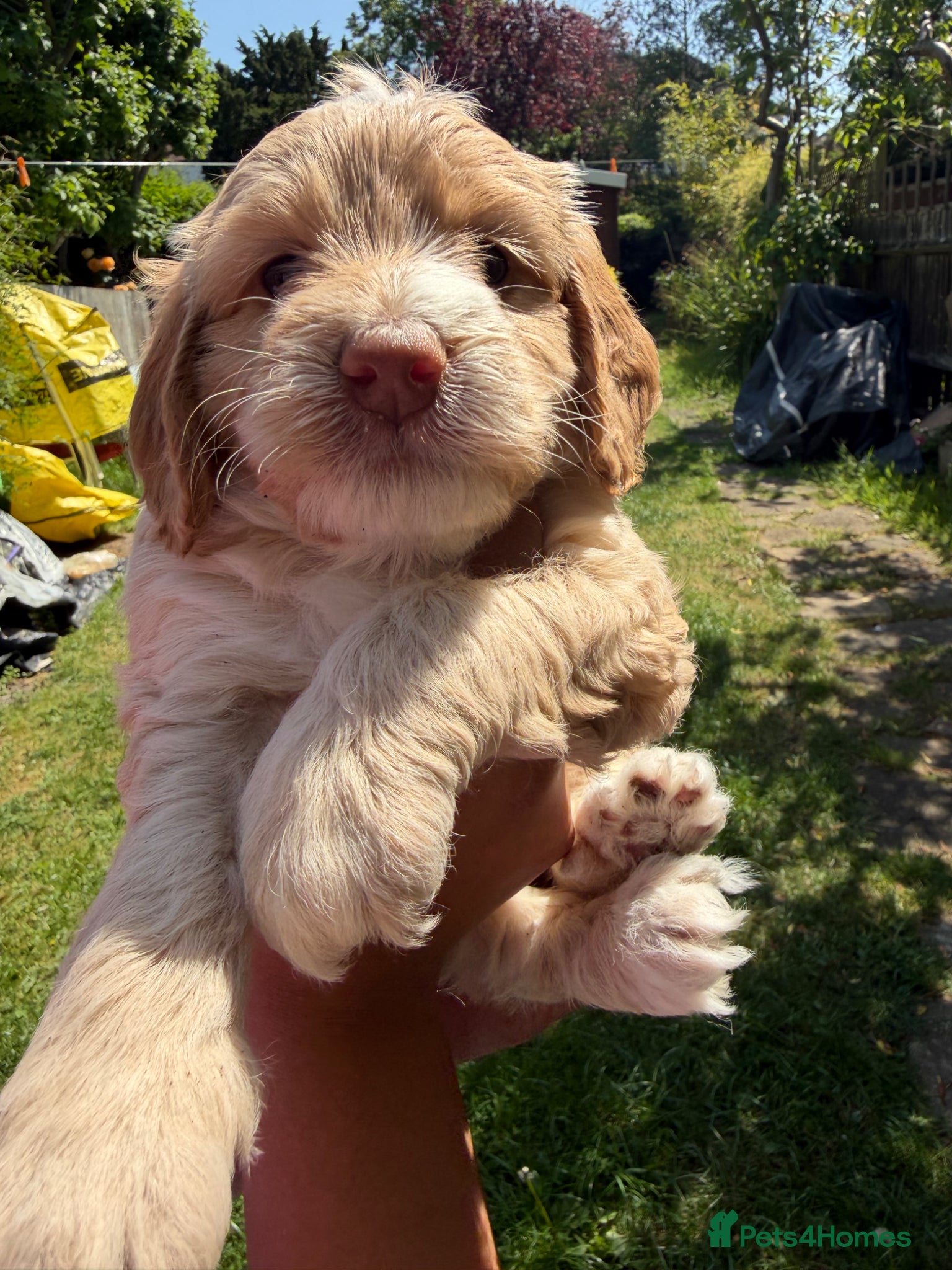 Cockapoo dogs Cockapoo puppies for sale - Advert 2