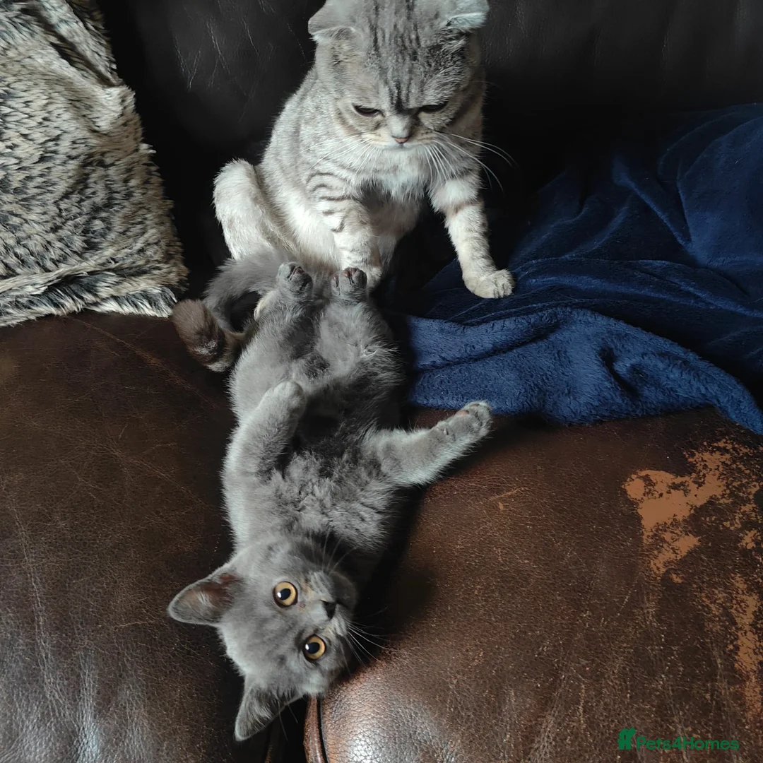 Scottish Fold cats for sale: ❤ready to leave today - Advert 6