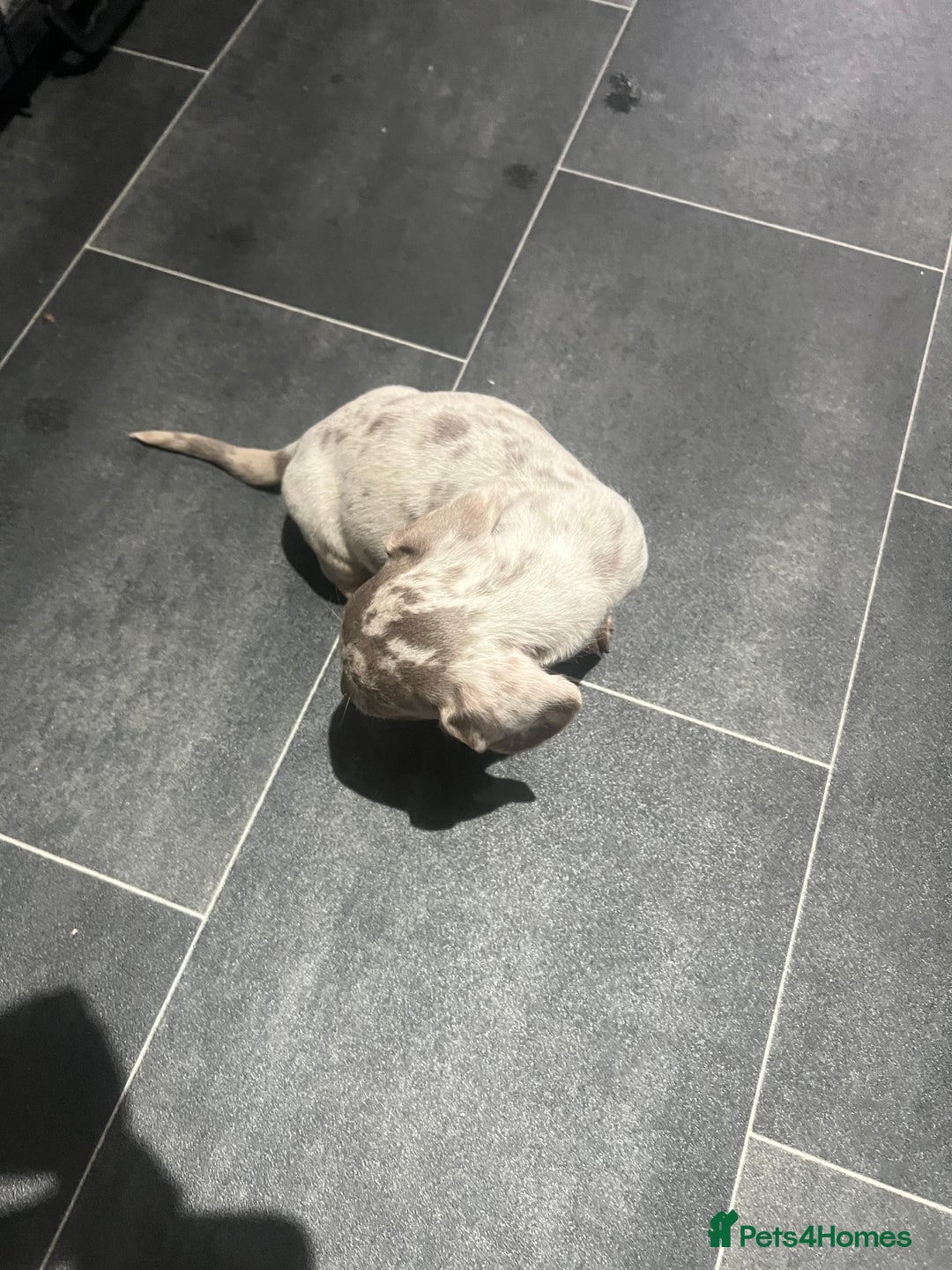 Dachshund dogs for sale: Dapple cream dachshund - Image 5