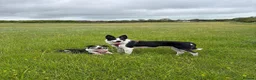 Mixed Breed dogs for sale: Two border collie X Kelpie 8 month old Girls  - Advert 7