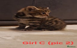 Mixed Breed cats for sale: 1/4 bengal x Britain short hair tabby kittens - Advert 5