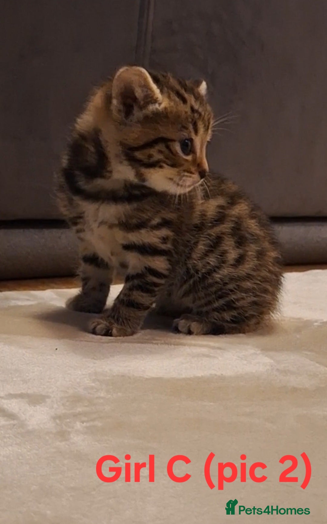 Mixed Breed cats for sale: 1/4 bengal x Britain short hair tabby kittens - Advert 5
