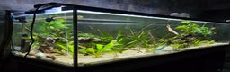Gouramis fish for sale: Full tropical setup - Advert 5
