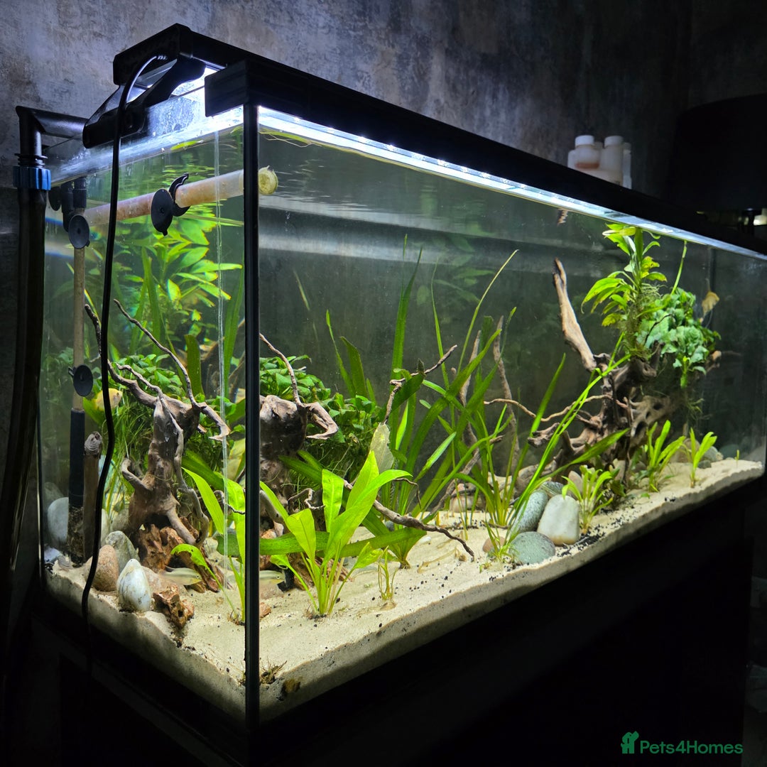 Gouramis fish for sale: Full tropical setup - Advert 5