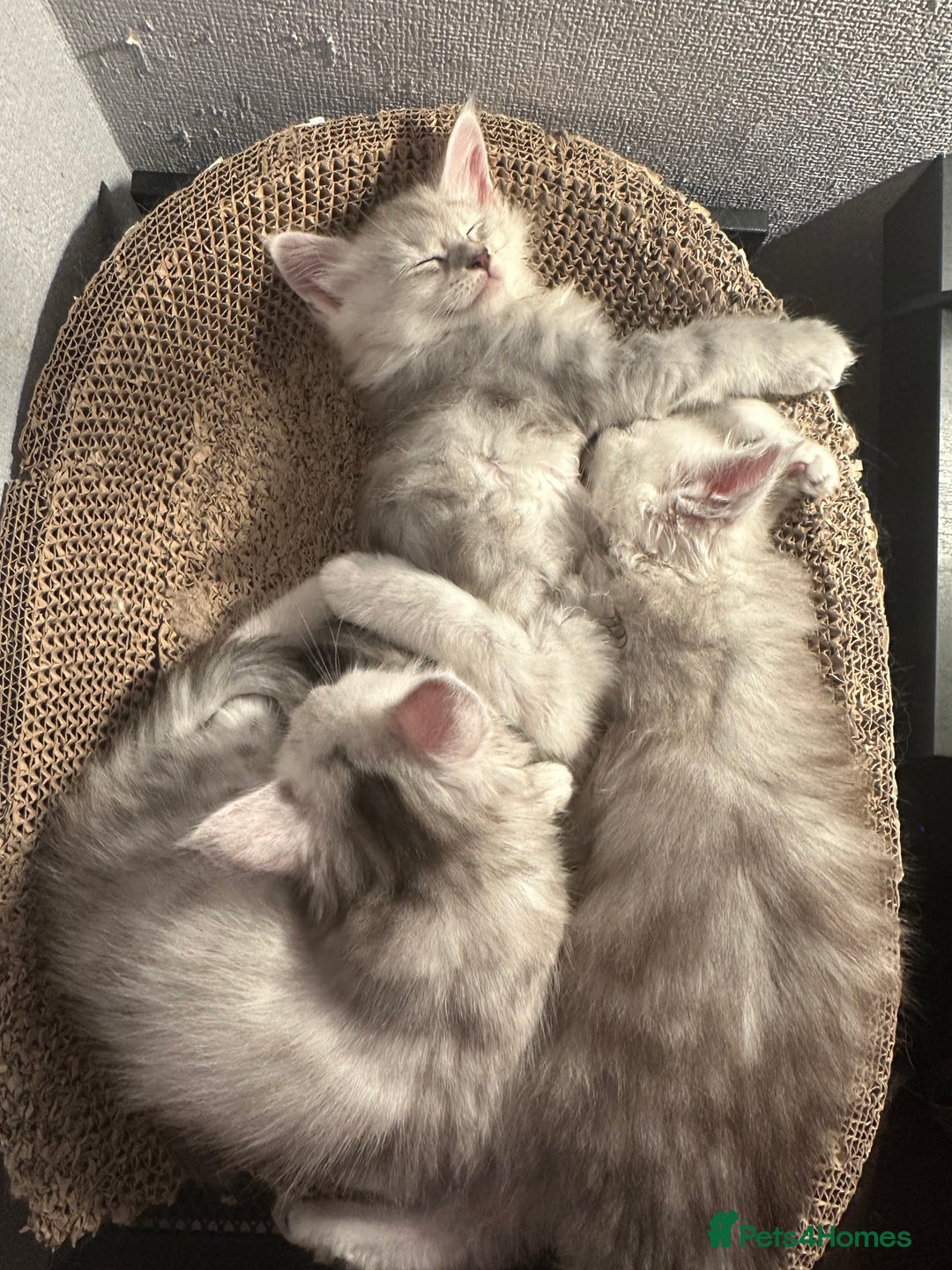 Maine Coon cats for sale: TICA PEDIGREE MAINE COON SHADED KITTENS AVAILABLE - Advert 24