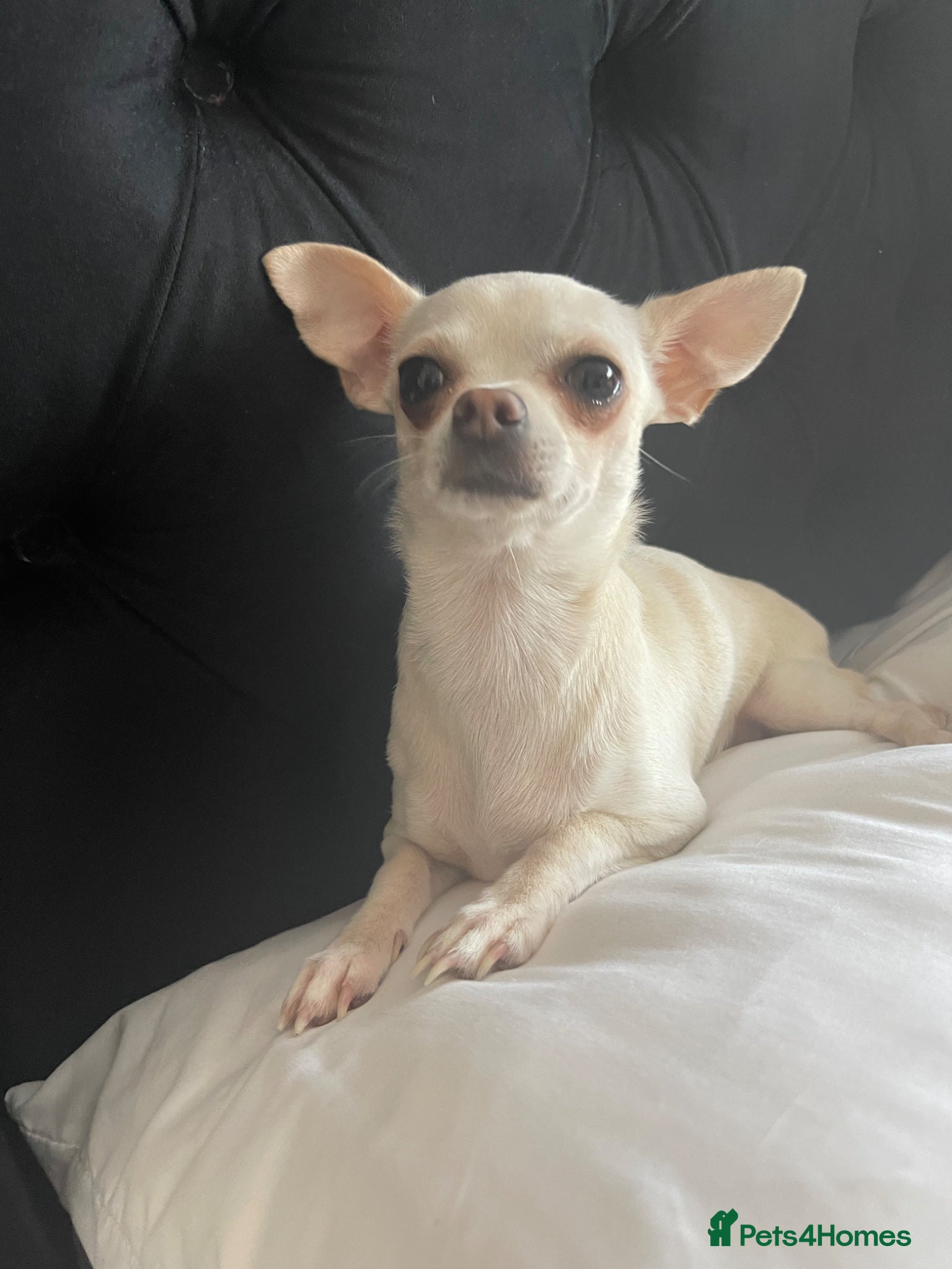 Chihuahua dogs Female chihuahua  - Advert 3