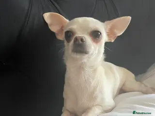 Chihuahua dogs Female chihuahua - Advert 3