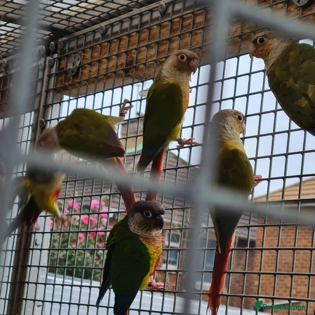 Conures birds for sale: Full aviry(20+)3 baby Green cheek conures  in Edgware - Advert 2