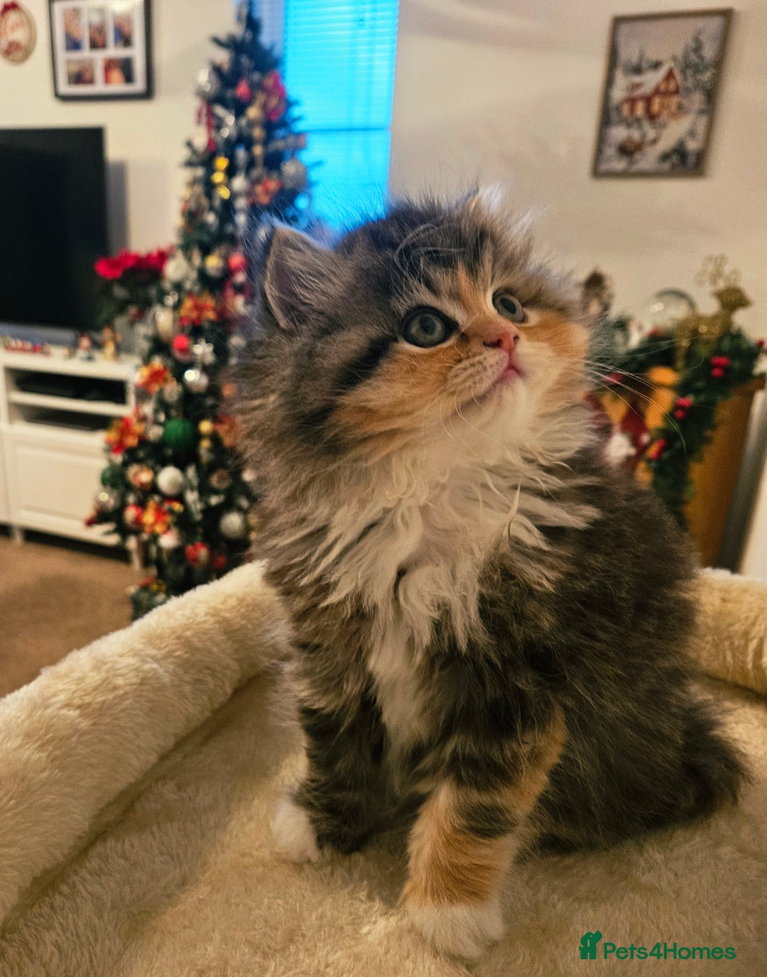 Persian cats for sale: Rare and Stunning Persian Girl  - Advert 9