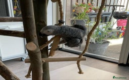 Parrots birds for sale: Tame and talkative African grey parrot - Image 2