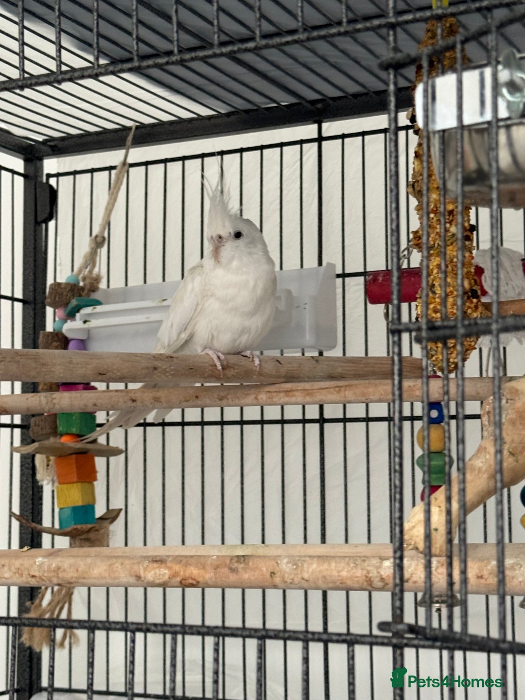 Cockatiels birds for sale: 2 Tamed 3yr old cocktails - Image 4