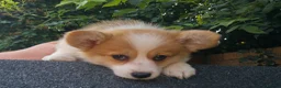 Welsh Corgi Pembroke dogs for sale: Corgi Puppies for Loving Homes – 1 Male, 1 Females - Advert 18