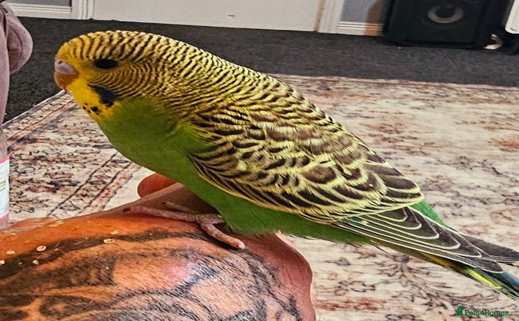 Budgerigars birds - Advert 1