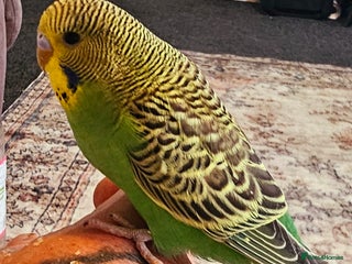 Budgerigars birds - Advert 2