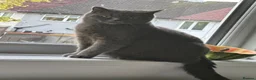 British Shorthair cats for sale: BRITISH SHORTHAIR FEMALE  - Advert 2