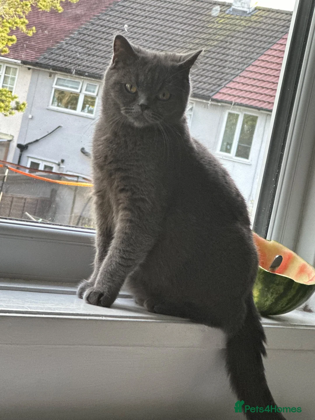 British Shorthair cats for sale: BRITISH SHORTHAIR FEMALE  - Advert 2