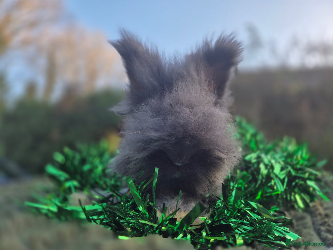 Angora rabbits for sale: 🖤 READY NOW- FULL FACED BLACK ANGORA BUNNIES 🖤 - Advert 5
