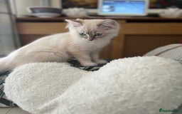 Ragdoll cats for sale: Ragdoll kittens Blue, Lilac & flame or blue/seal - Image 8