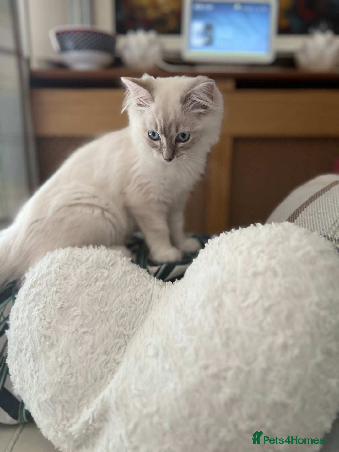Ragdoll cats for sale: Ragdoll kittens Blue, Lilac & flame or blue/seal - Image 8
