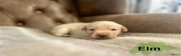 Labrador Retriever dogs for sale: FTCH CHAMPION🏆 KC HEALTH TESTED STAR STUDED PED⭐️ in Lewes - Advert 8