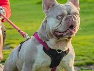 French Bulldog dogs in Gunnislake - Advert 1