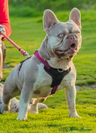 French Bulldog dogs in Gunnislake - Advert 8