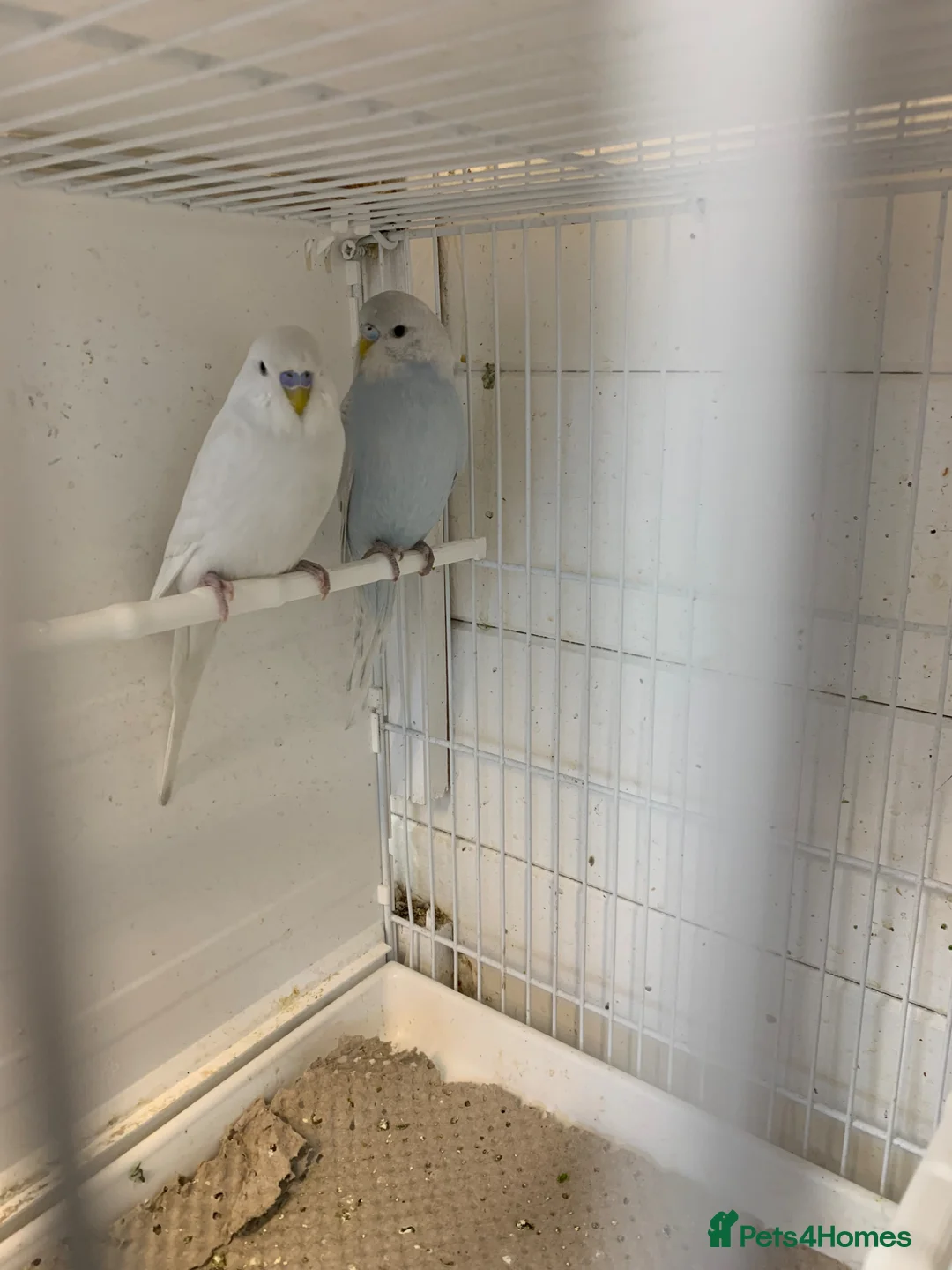 Budgerigars birds for sale:  budgies - Advert 2