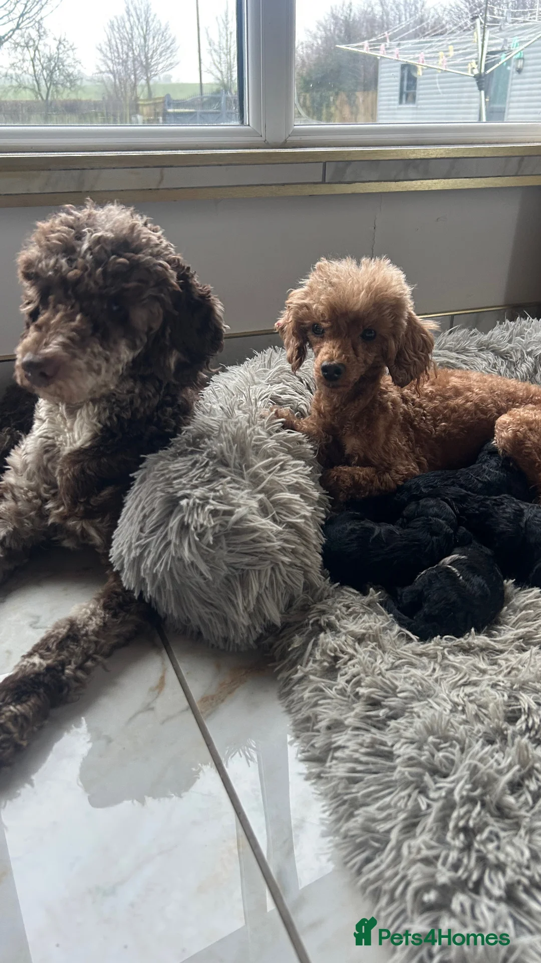 Mixed Breed dogs for sale: Poodle puppies - Advert 19