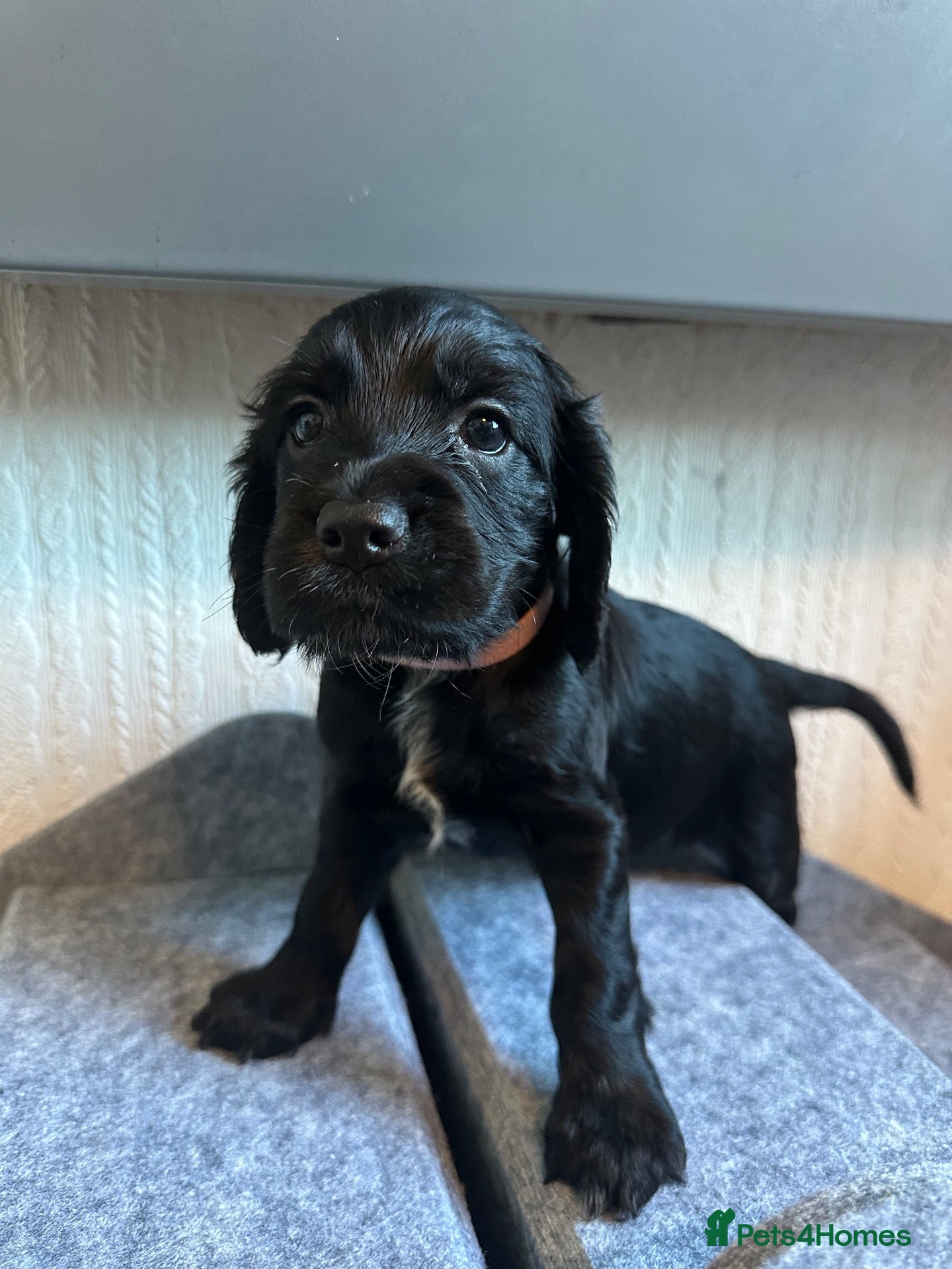 Cockapoo dogs 🐾 GORGEOUS FB1 COCKAPOO PUPPIES 4 boys available  - Advert 12