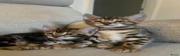 Bengal cats for sale: 🐾 Beautiful Bengal Kittens 🐾 - Advert 6