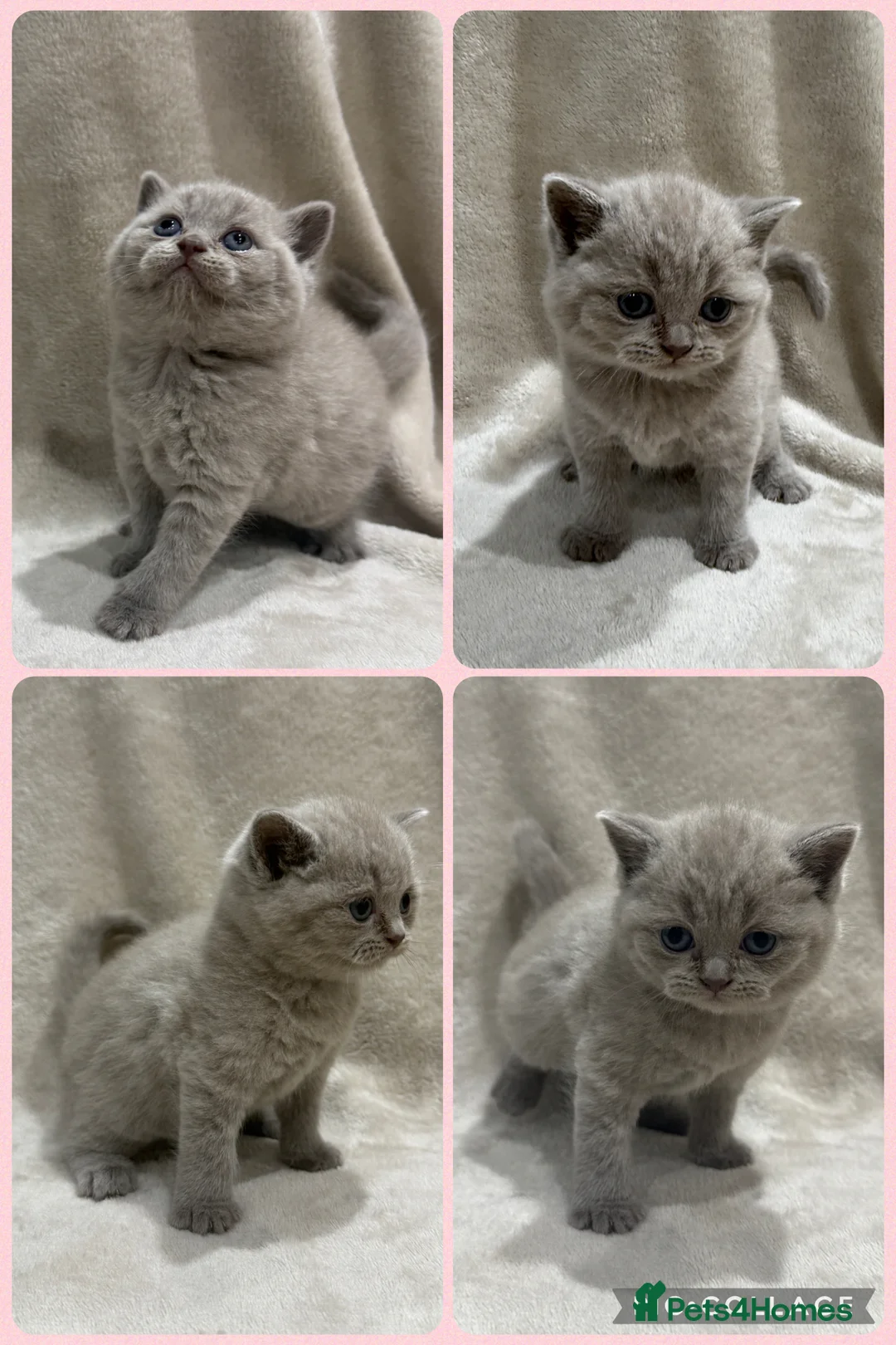 British Shorthair cats for sale: Lilac British Shorthair Kittens - Advert 7