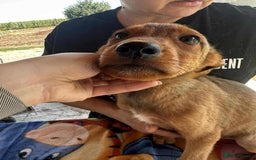 Mixed Breed dogs for adoption: Chase for adoption - Image 10