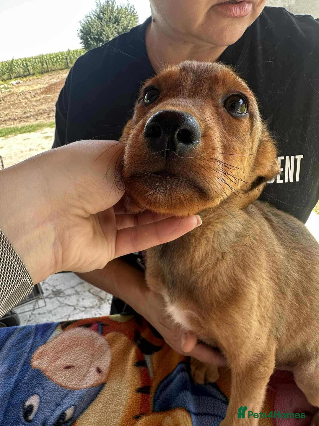 Mixed Breed dogs for adoption: Chase for adoption - Image 10