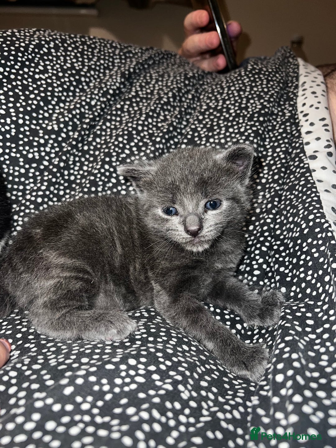 Mixed Breed cats for sale: X3 kittens for sale  - Image 3