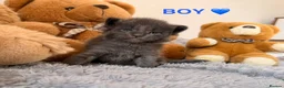 Maine Coon cats for sale: SHOW QUALITY MAINE COON KITTENS  - Advert 3
