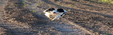 Border Collie Puppy 1