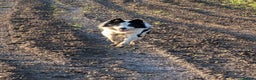 Border Collie dogs for sale: Murphy working collie - Advert 5