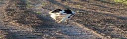 Border Collie dogs for sale: Murphy working collie - Advert 5