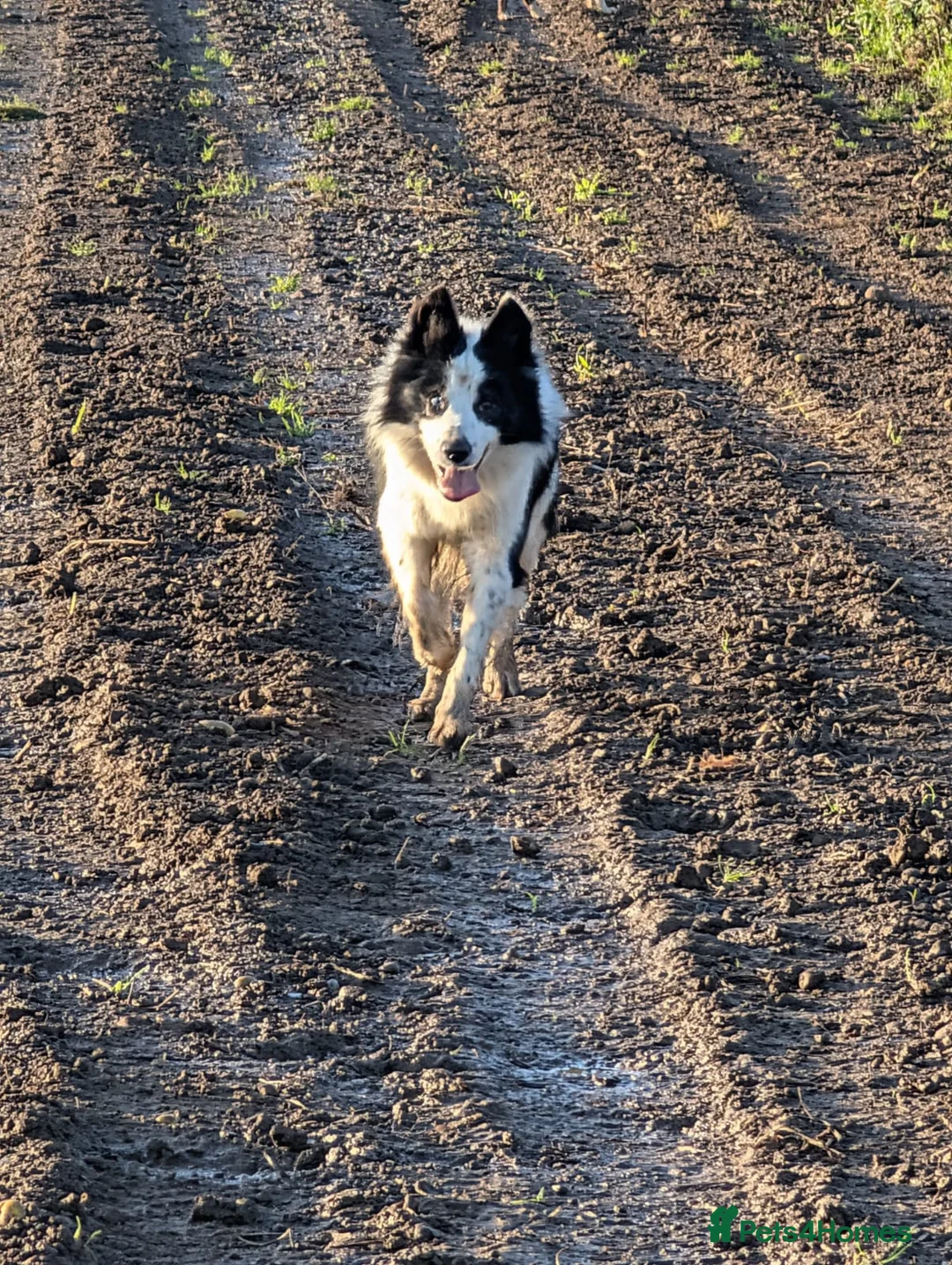 Border Collie dogs for sale: Murphy working collie - Advert 5