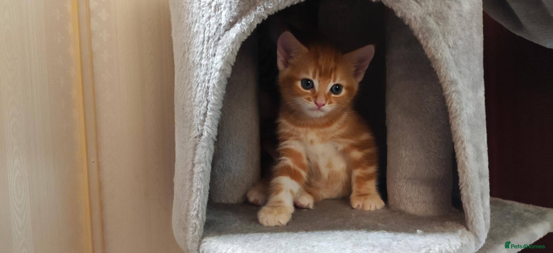 Mixed Breed cats Ginger boy for sale - Advert 3