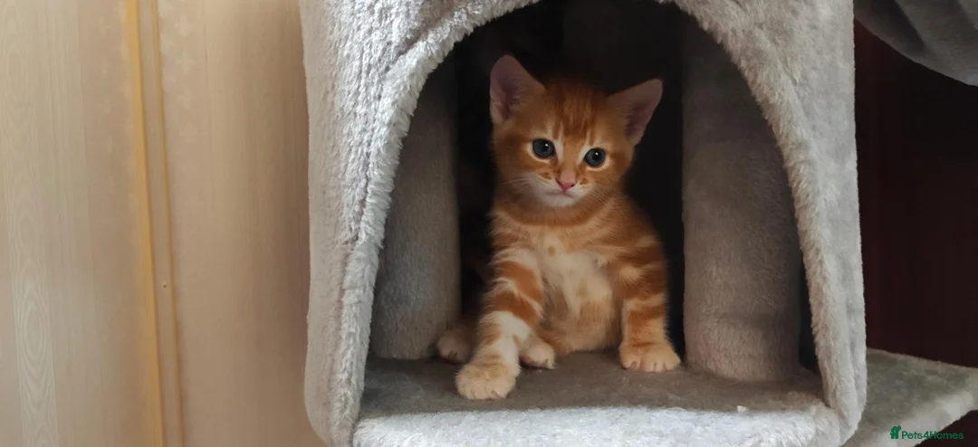 Mixed Breed cats for sale: Ginger boy for sale - Advert 1