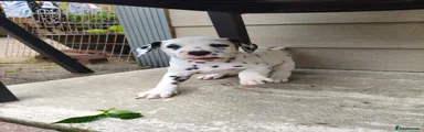 Dalmatian 1
