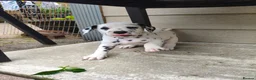 Dalmatian dogs for sale: 1 boy , 2 girls left  - Advert 32