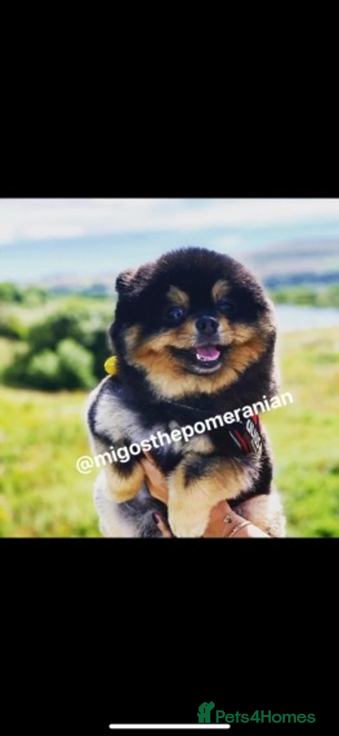 Pomeranian dogs for stud: Stunning proven KC black and tan pom stud in Ebbw Vale - Advert 12