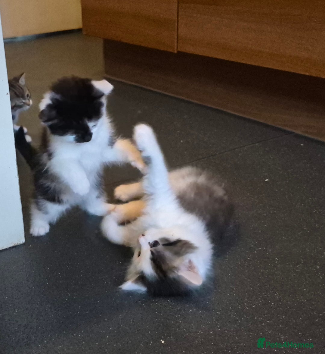 Mixed Breed cats for sale: XxX Gorgeous calico mixedbreed kittens 2 left ♥️  - Advert 20