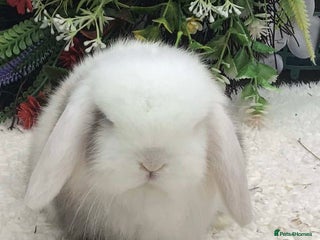 Mini Lop rabbits Mini lop buck - Advert 12